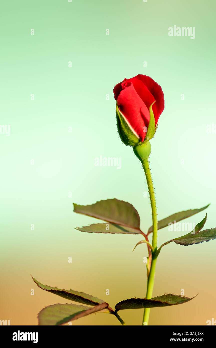 Harsh Colors High Resolution Stock Photography and Images - Alamy