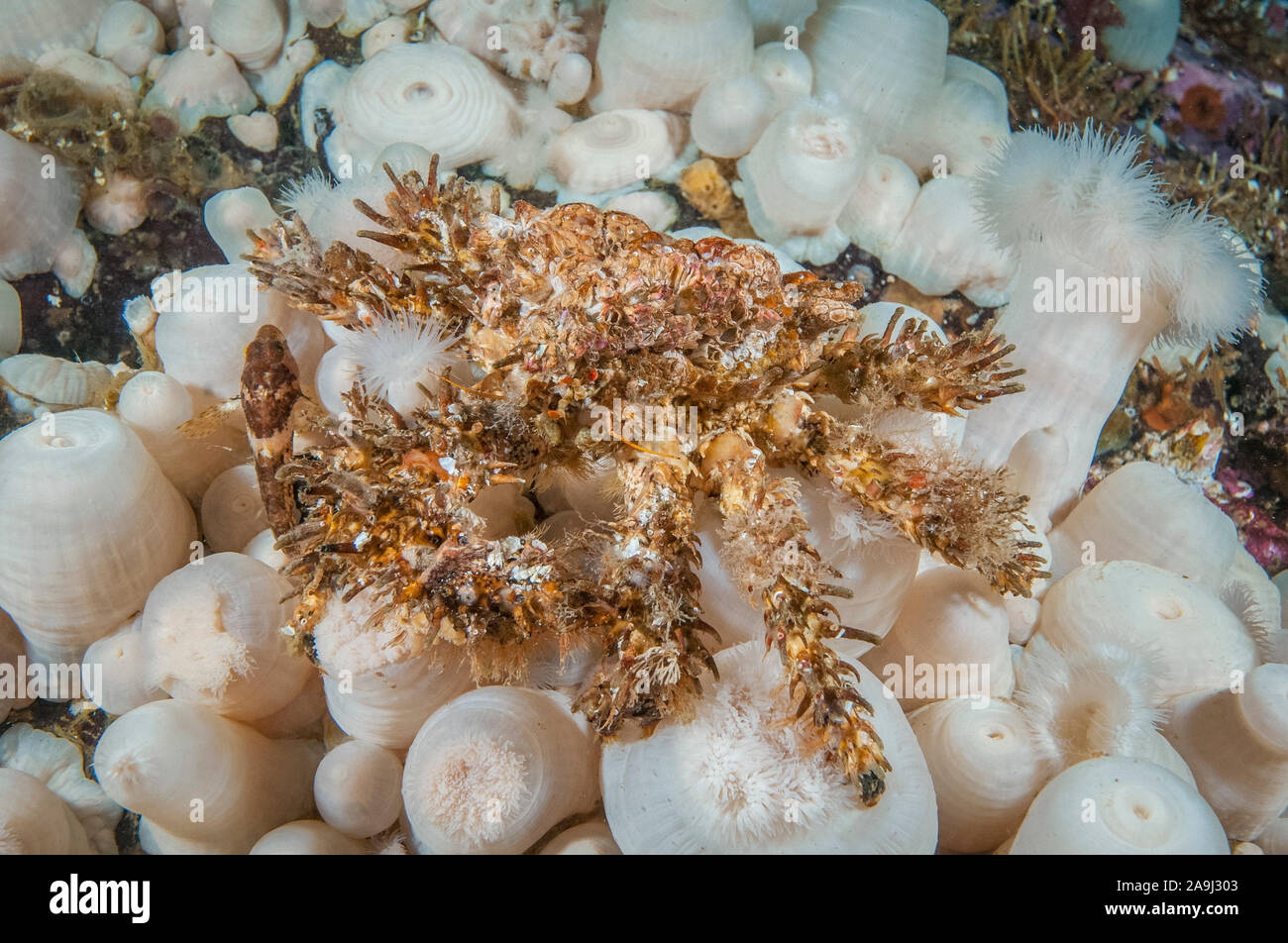 rhinoceros crab, or golf-ball crab, Rhinolithodes wosnessenskii, Browning Pass, British Columbia, Canada, Pacific Ocean Stock Photo
