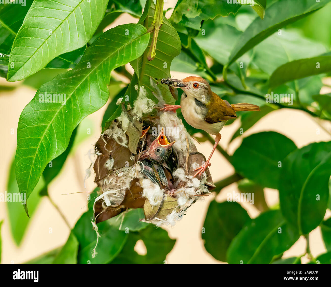 Common tailorbird feeding chicks at nest on a tree. This image shows