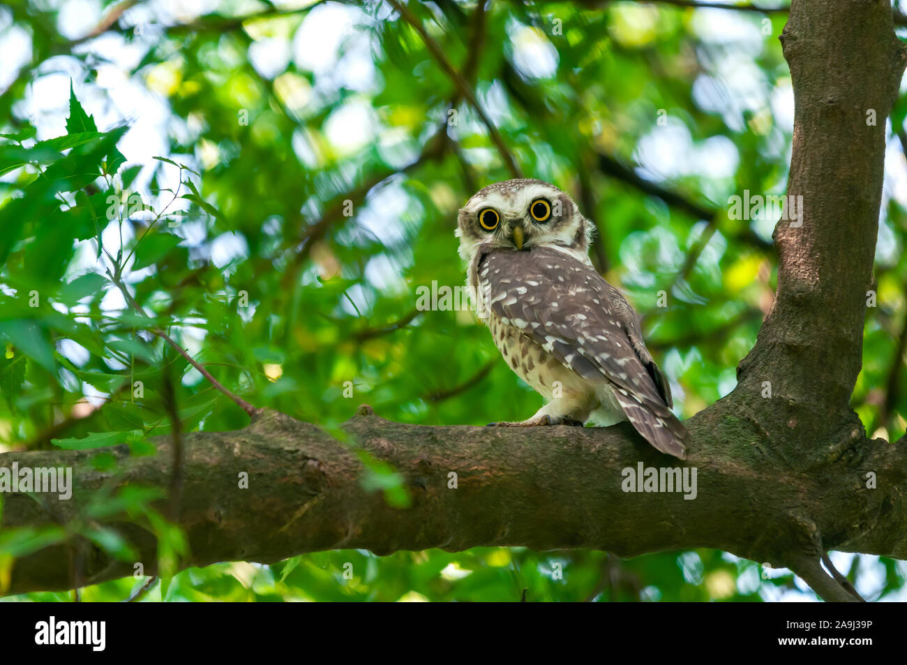 Magical eye hi-res stock photography and images - Alamy