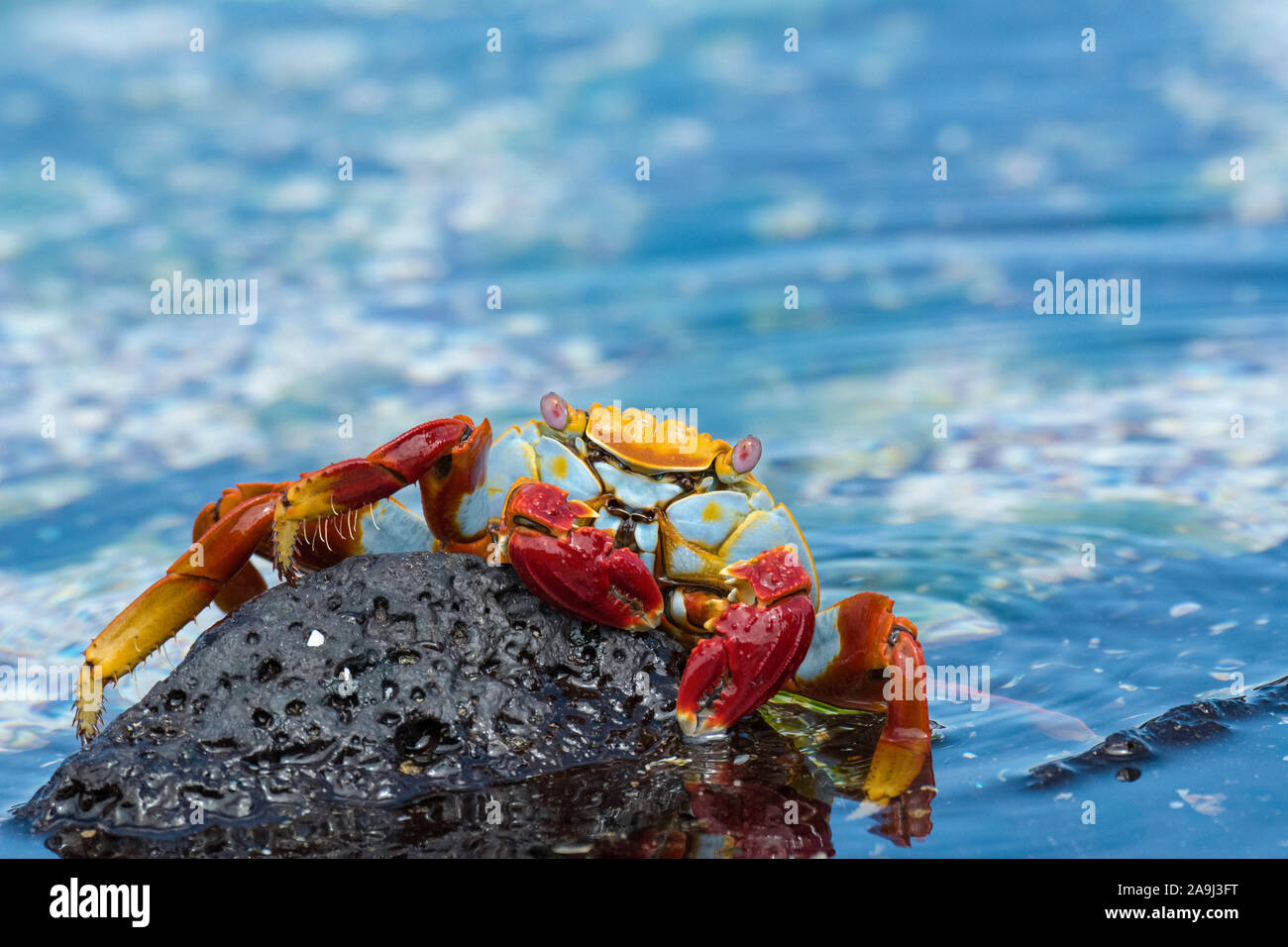 red rock crab, or Sally Lightfoot crab, Grapsus grapsus, Isla Floreana, or Floreana Island, Galapagos Islands, Ecuador Stock Photo