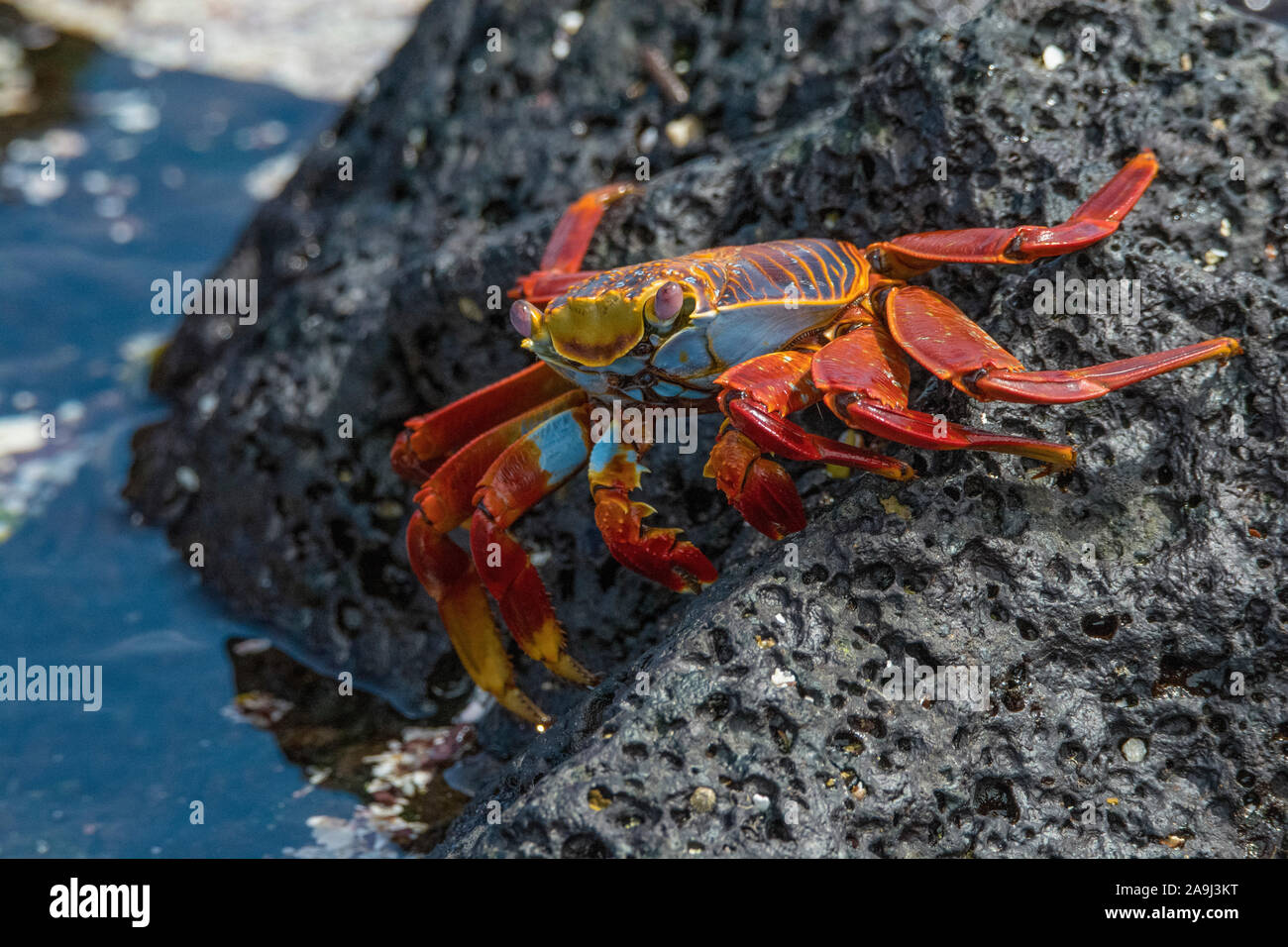 red rock crab, or Sally Lightfoot crab, Grapsus grapsus, Isla Floreana, or Floreana Island, Galapagos Islands, Ecuador Stock Photo