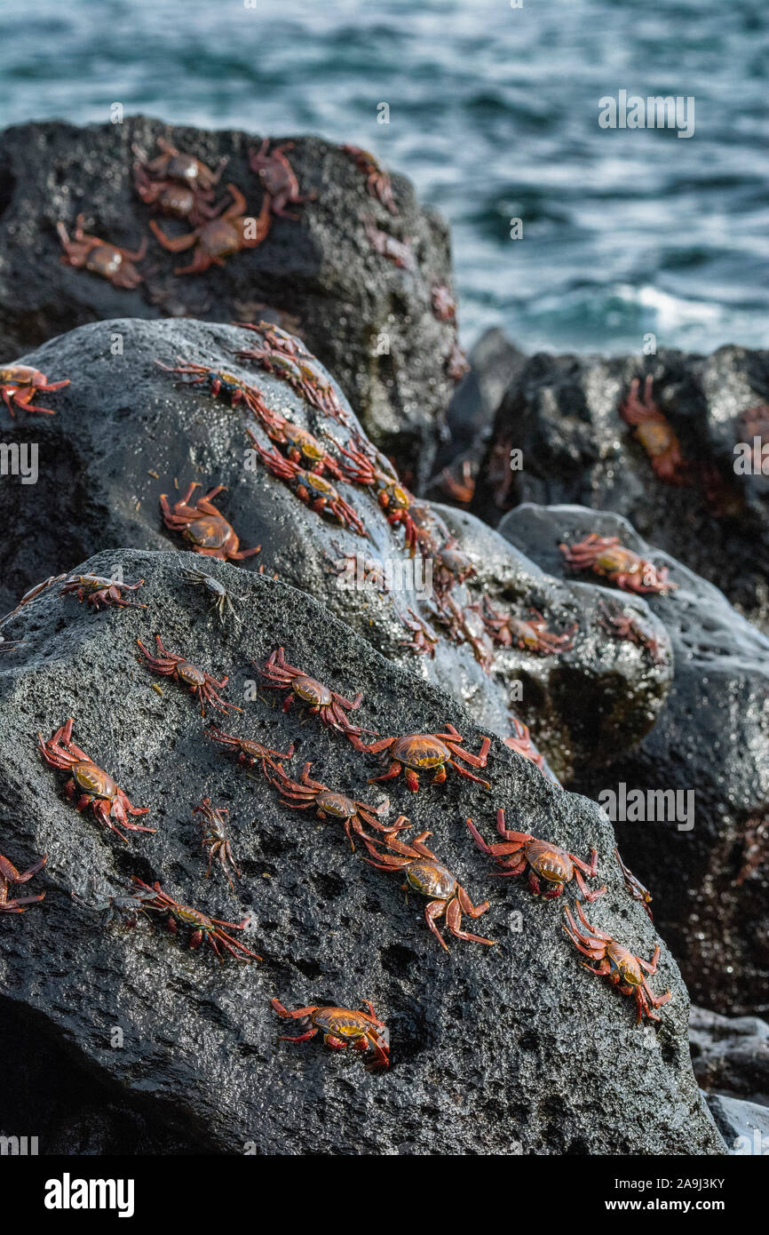 red rock crab, or Sally Lightfoot crab, Grapsus grapsus, Isla Floreana, or Floreana Island, Galapagos Islands, Ecuador Stock Photo