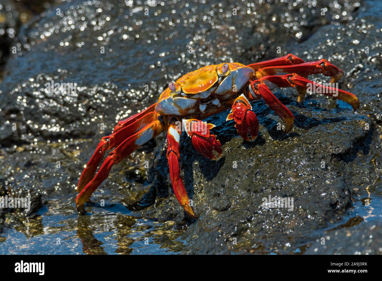 red rock crab, or Sally Lightfoot crab, Grapsus grapsus, Isla Seymour Norte, or North Seymour Island, Galapagos Islands, Ecuador Stock Photo