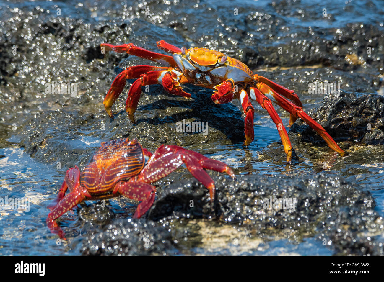 red rock crab, or Sally Lightfoot crab, Grapsus grapsus, Isla Seymour Norte, or North Seymour Island, Galapagos Islands, Ecuador Stock Photo