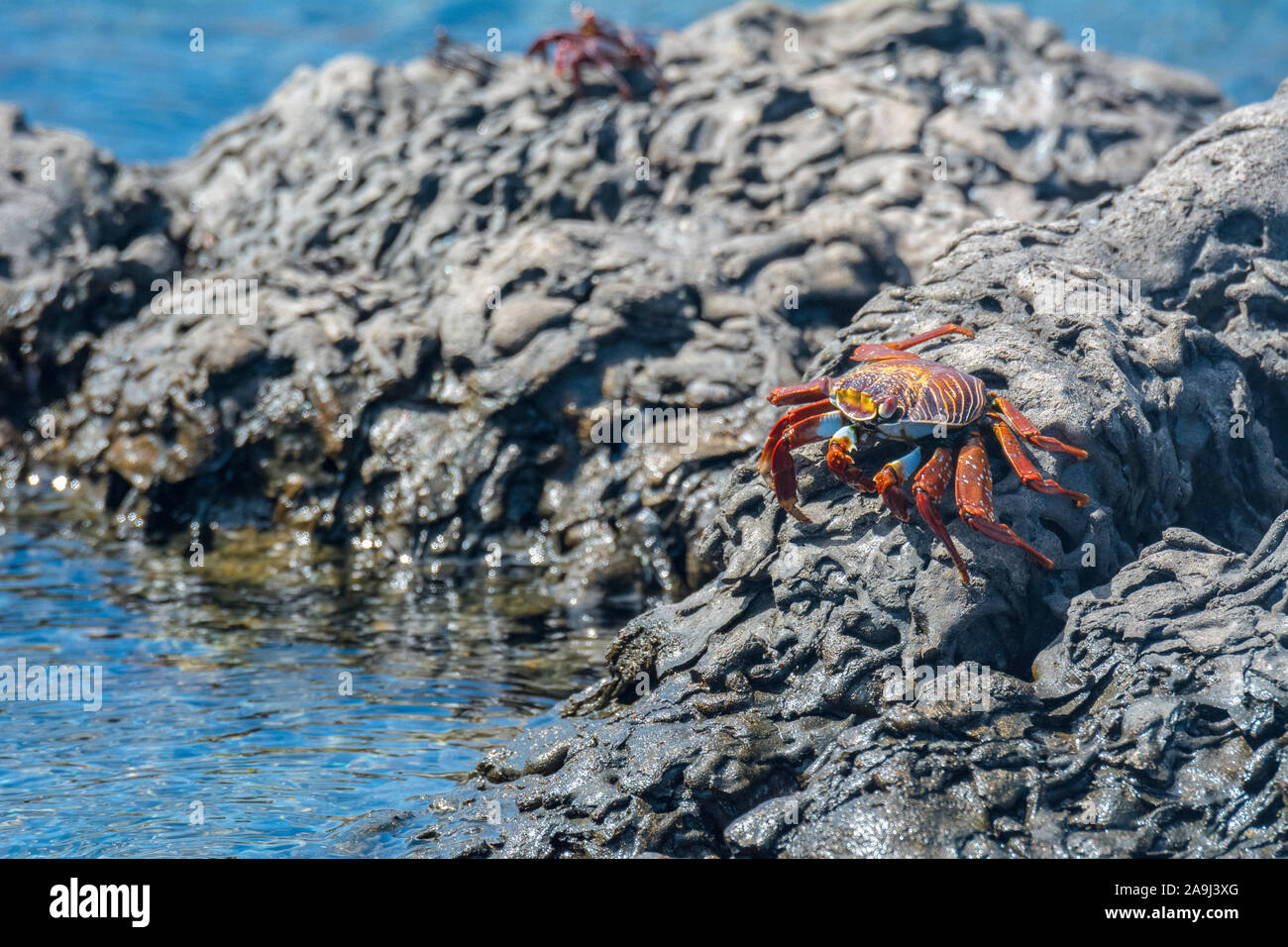 red rock crab, or Sally Lightfoot crab, Grapsus grapsus, Isla Bartolomé, Bartolome Island, or Bartholomew Island, Galapagos Islands, Ecuador Stock Photo