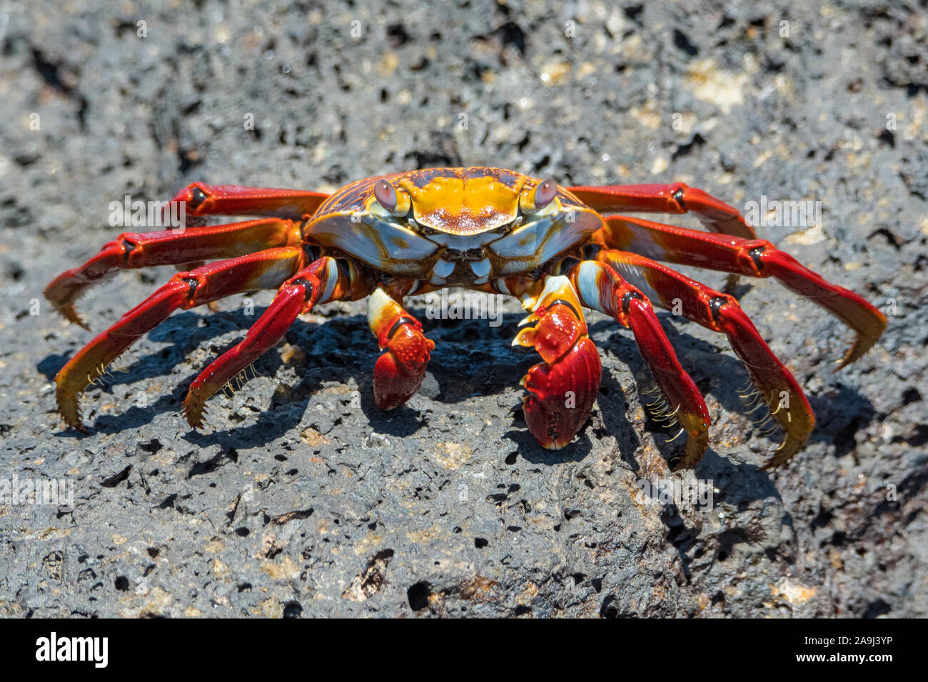red rock crab, or Sally Lightfoot crab, Grapsus grapsus, Isla Plaza Sur, or South Plaza Island, Galapagos Islands, Ecuador Stock Photo