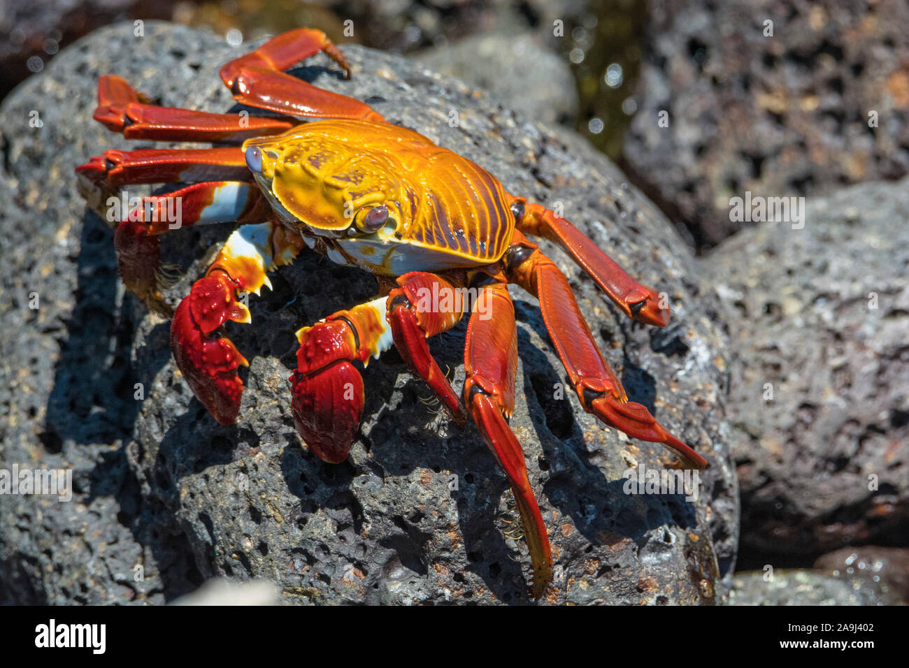 red rock crab, or Sally Lightfoot crab, Grapsus grapsus, Isla Plaza Sur, or South Plaza Island, Galapagos Islands, Ecuador Stock Photo