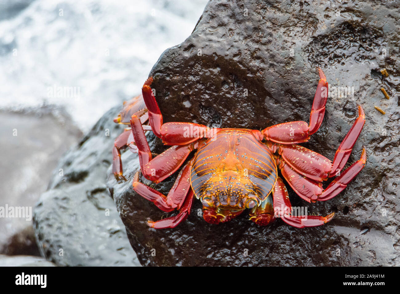 red rock crab, or Sally Lightfoot crab, Grapsus grapsus, Isla Santa Fe, Santa Fe Island, or Barrington Island, Galapagos Islands, Ecuador Stock Photo