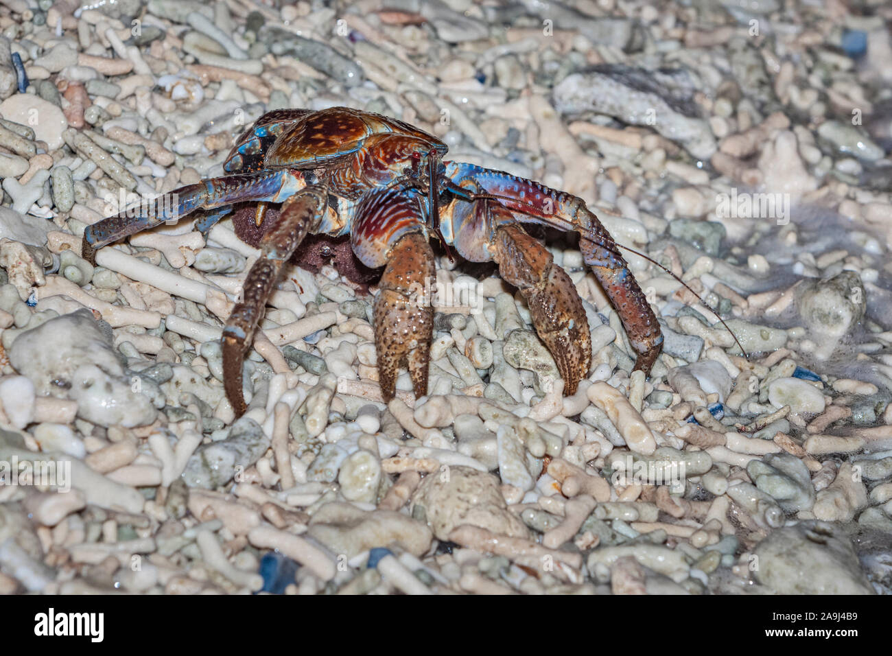 coconut crab, robber crab, or palm thief, Birgus latro, releasing eggs into ocean on coral rubble beach, Christmas Island, Australia Stock Photo
