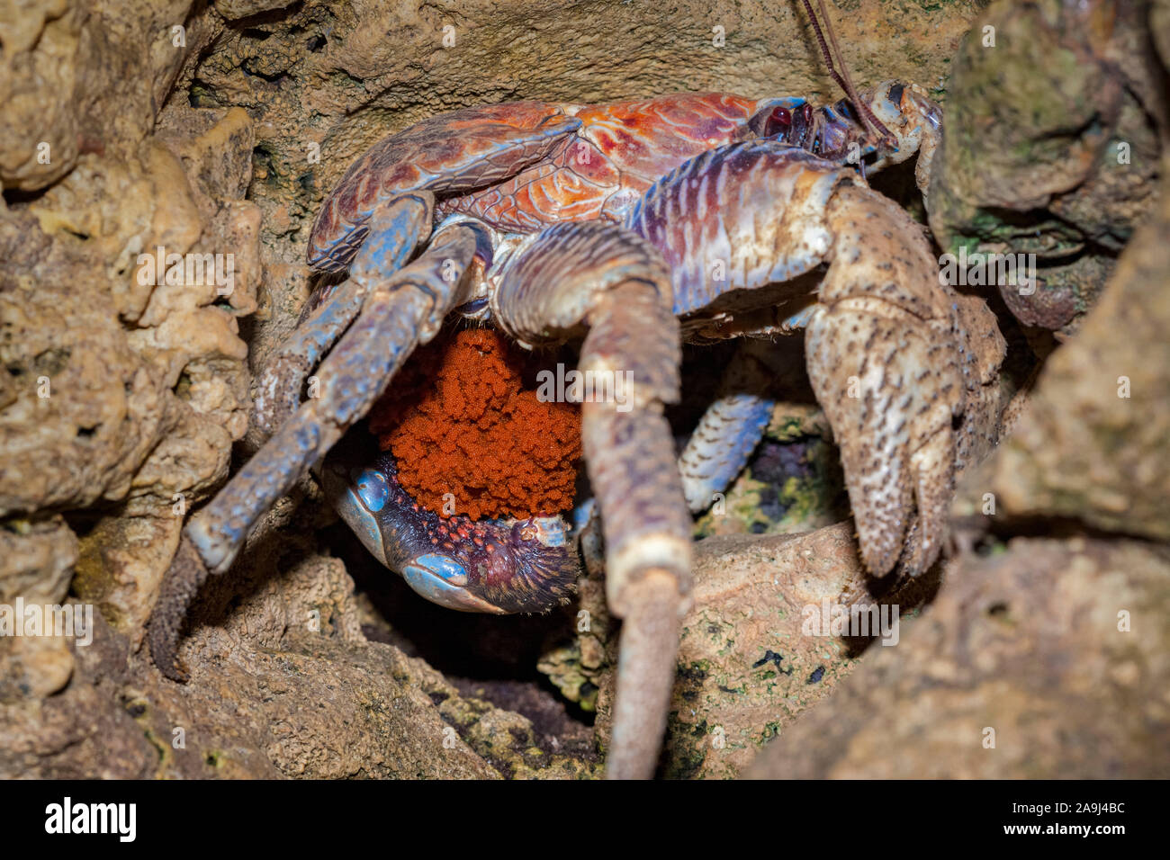 coconut crab, robber crab, or palm thief, Birgus latro, carrying eggs