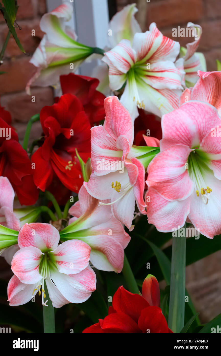 Pots of Hippeastrum syn. Amaryllis in spring Stock Photo