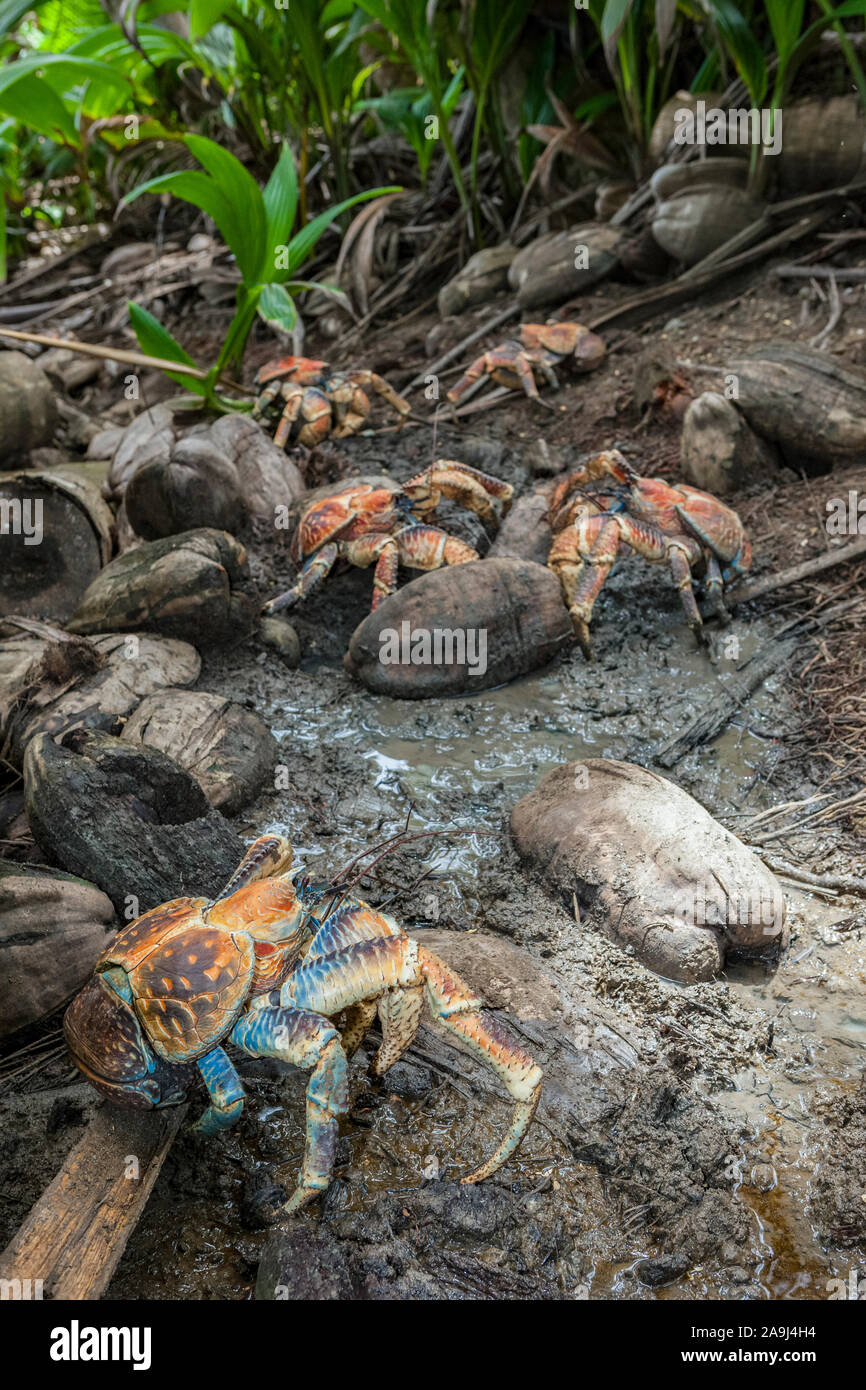 group of coconut crab, robber crab, or palm thief, in territorial dispute, Birgus latro, Christmas Island, Australia Stock Photo