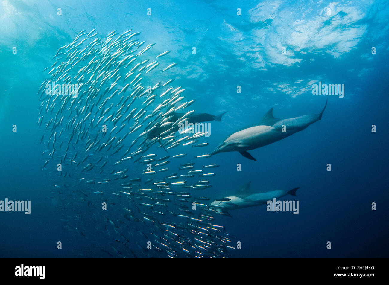 Long-beaked Common Dolphins, Delphinus capensis, feeding on school of Southern African Pilchards, Sardinops sagax, Port St. Johns, Wild Coast, Eastern Stock Photo