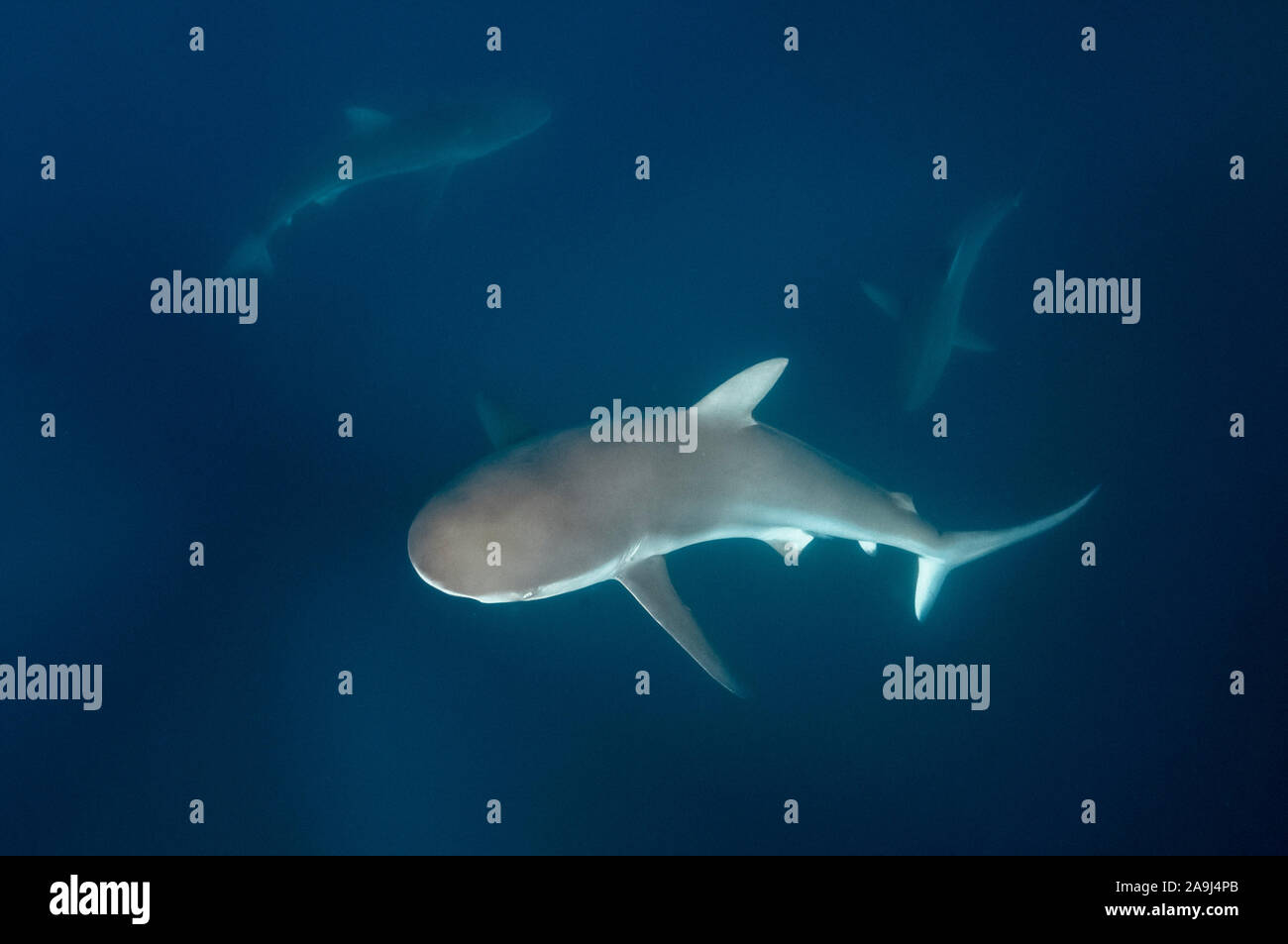 Copper shark hi-res stock photography and images - Alamy