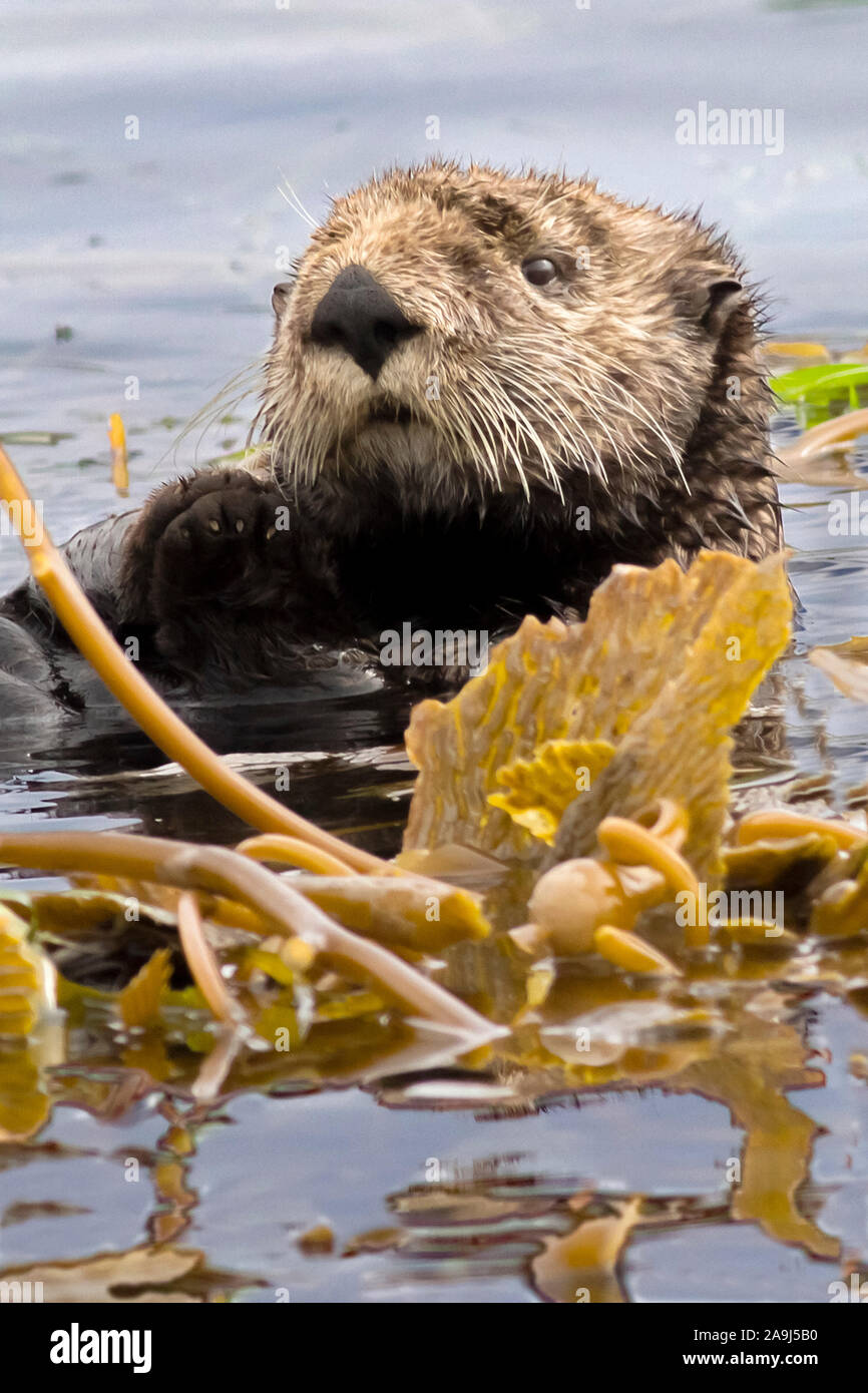 southern sea otter, Enhydra lutris nereis, wraps itself in giant kelp, Macrocystis pyrifera, to prevent the current from moving it while it rests, Mon Stock Photo