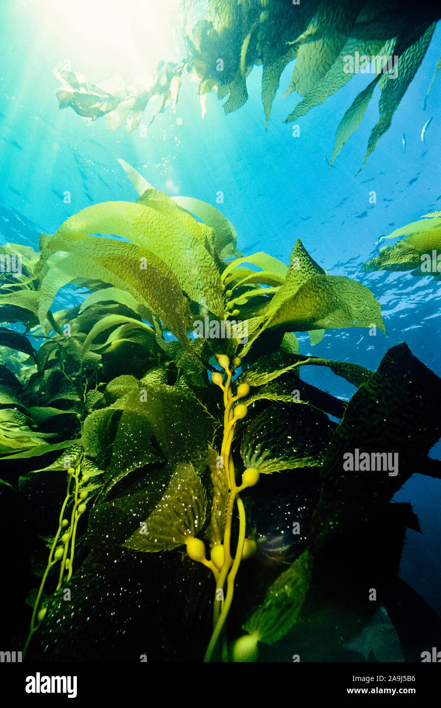giant kelp forest, Macrocystis pyrifera, California, USA, Pacific Ocean Stock Photo