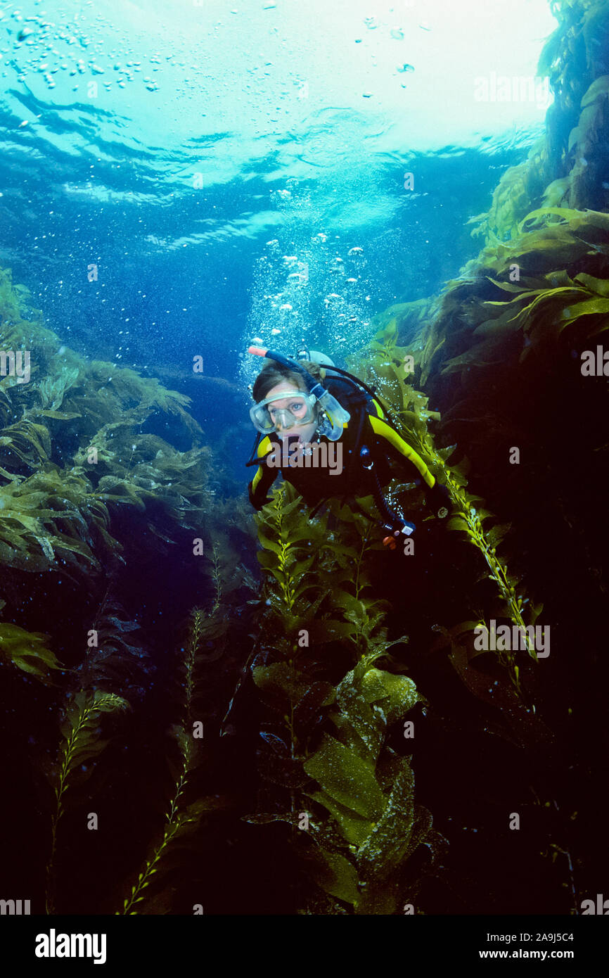 woman scuba diver exploring giant kelp forest, Macrocystis pyrifera