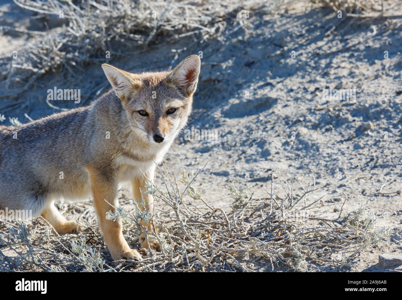 South American gray fox (Lycalopex griseus), Patagonian fox, in Patagonia mountains Stock Photo