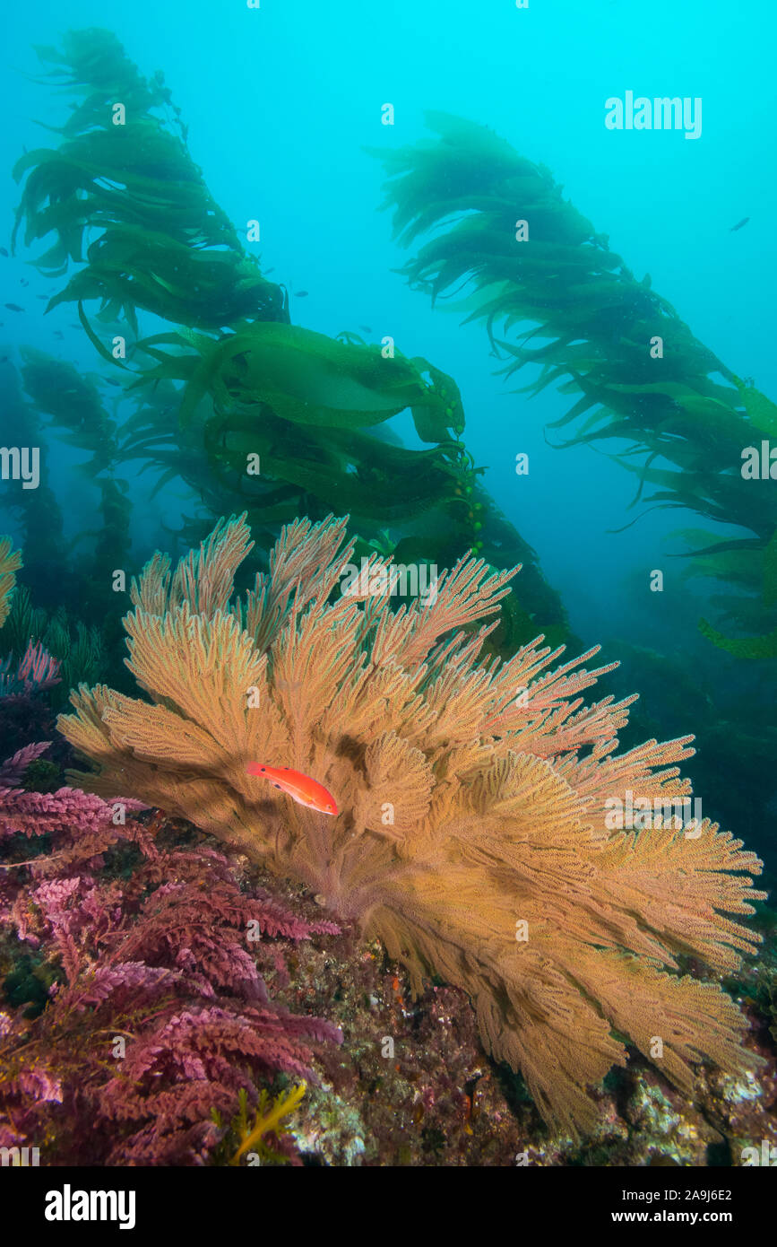 California golden gorgonian and small juvenile sheephead fishes on rocky reef, below kelp forest, underwater. The golden gorgonian is a filter-feeding Stock Photo