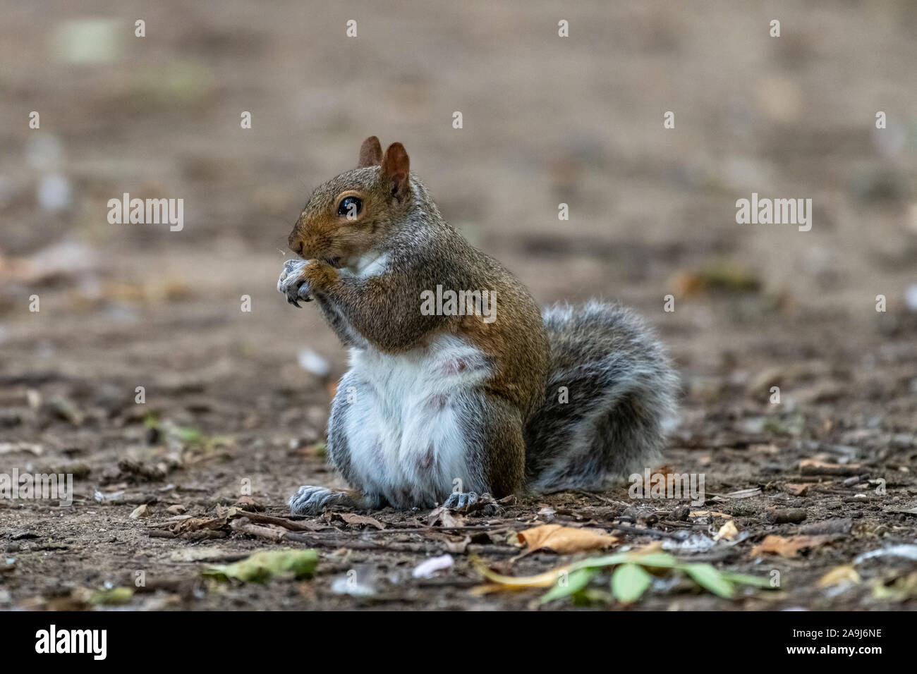 Eastern gray squirrel (Sciurus carolinensis) Stock Photo