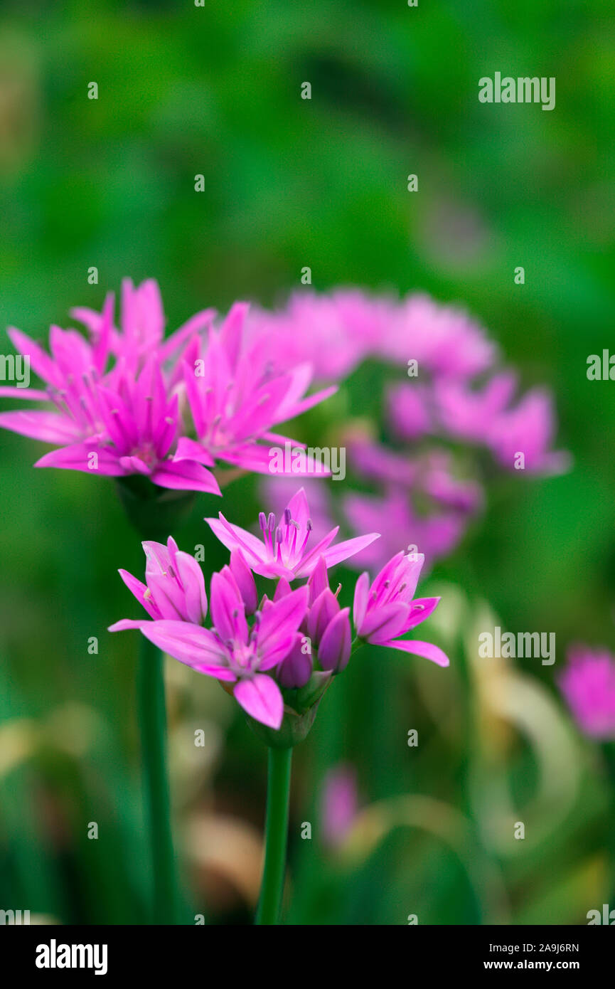 Allium unifolium 'Eros' Stock Photo