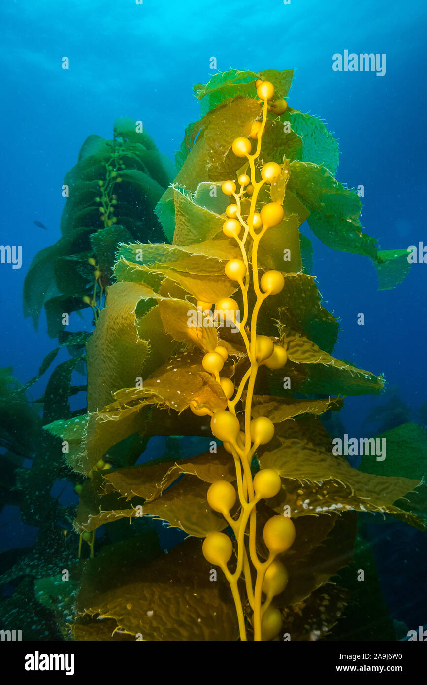 Kelp Plant