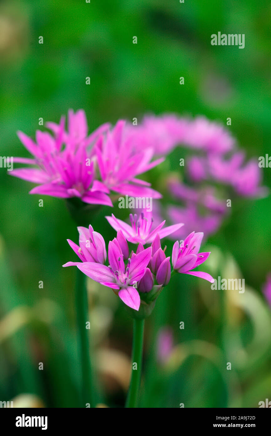 Allium unifolium 'Eros' Stock Photo