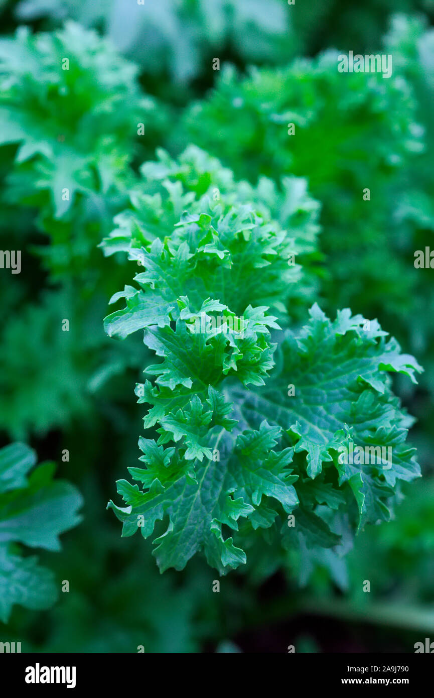 Brassica juncea Wasabina Mustard Greens Stock Photo Alamy