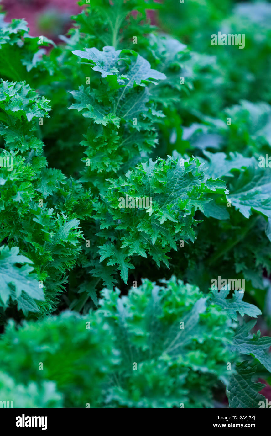 Brassica juncea - Wasabina Mustard Greens Stock Photo