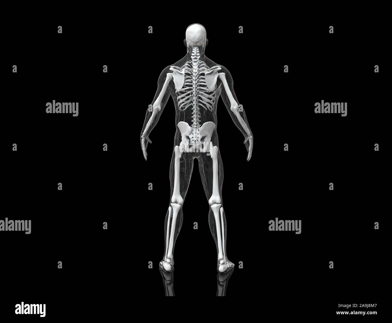 Human Skeleton isolated - 3d render Stock Photo
