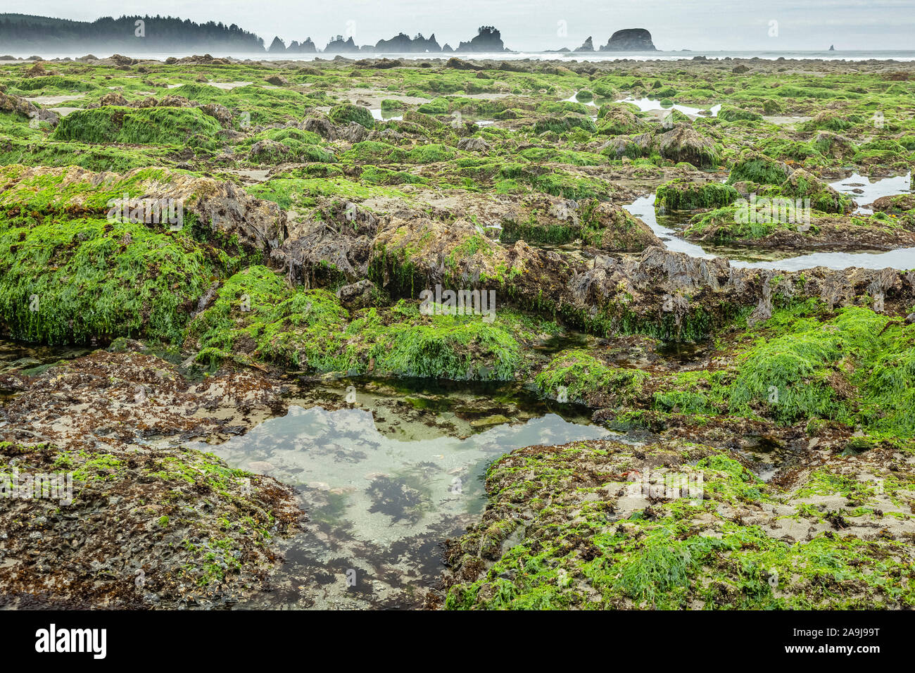 sea lettuce, Ulva species, in tide pools, Point of the Arches, Spike Rock, Shi Shi Beach, Flattery Rocks National Wildlife Refuge, Washington Islands Stock Photo