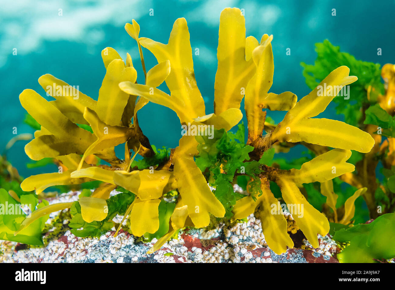 rockweed, Fucus species, and sea lettuce, Ulva species, Sechelt Inlet, Egmont, British Columbia, CanadaPacific Ocean Stock Photo