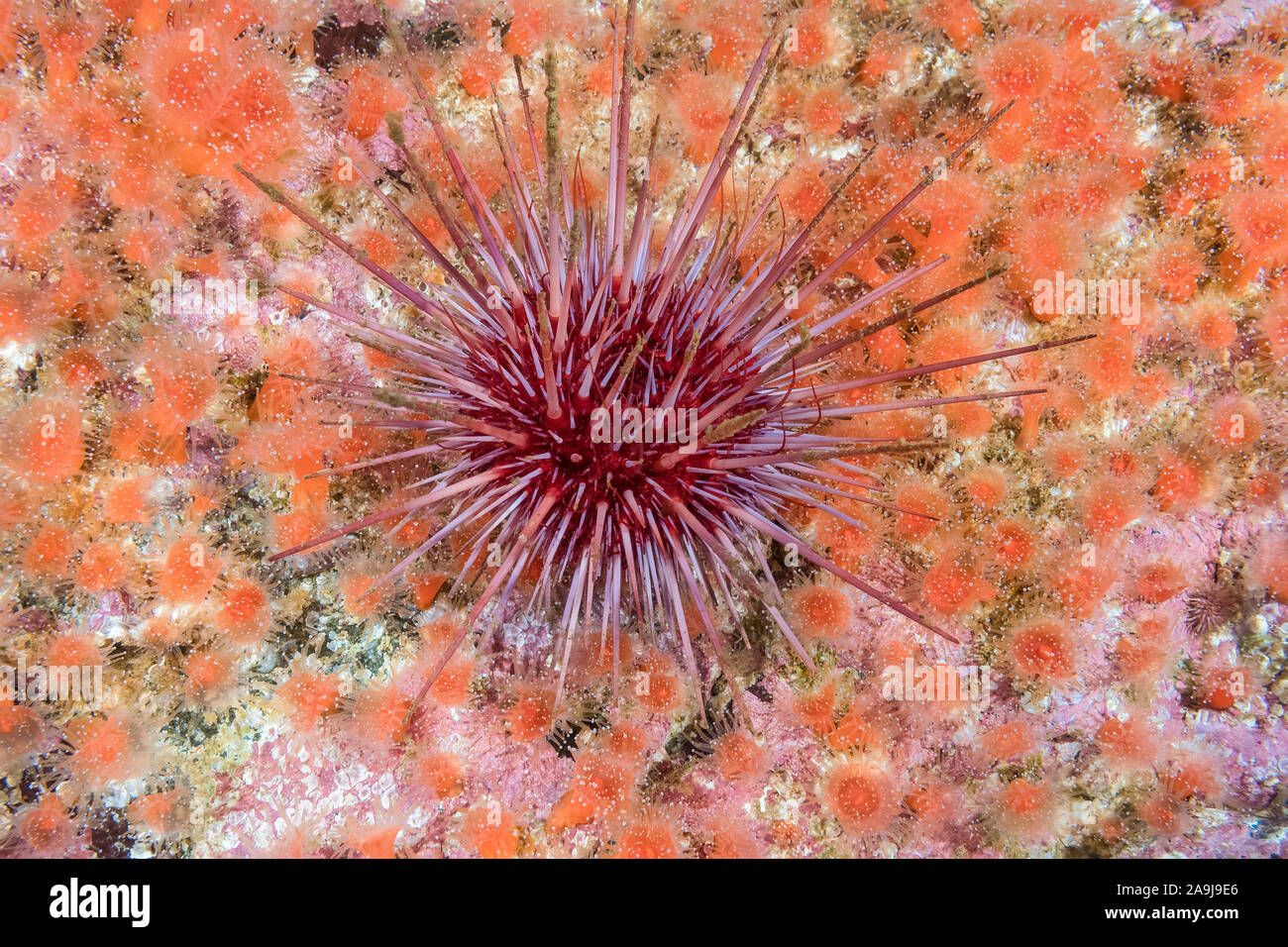 red sea urchin, Mesocentrotus franciscanus, strawberry anmone, Corynactis californica, and encrusting coralline algae, Barkley Sound, Vancouver Island Stock Photo