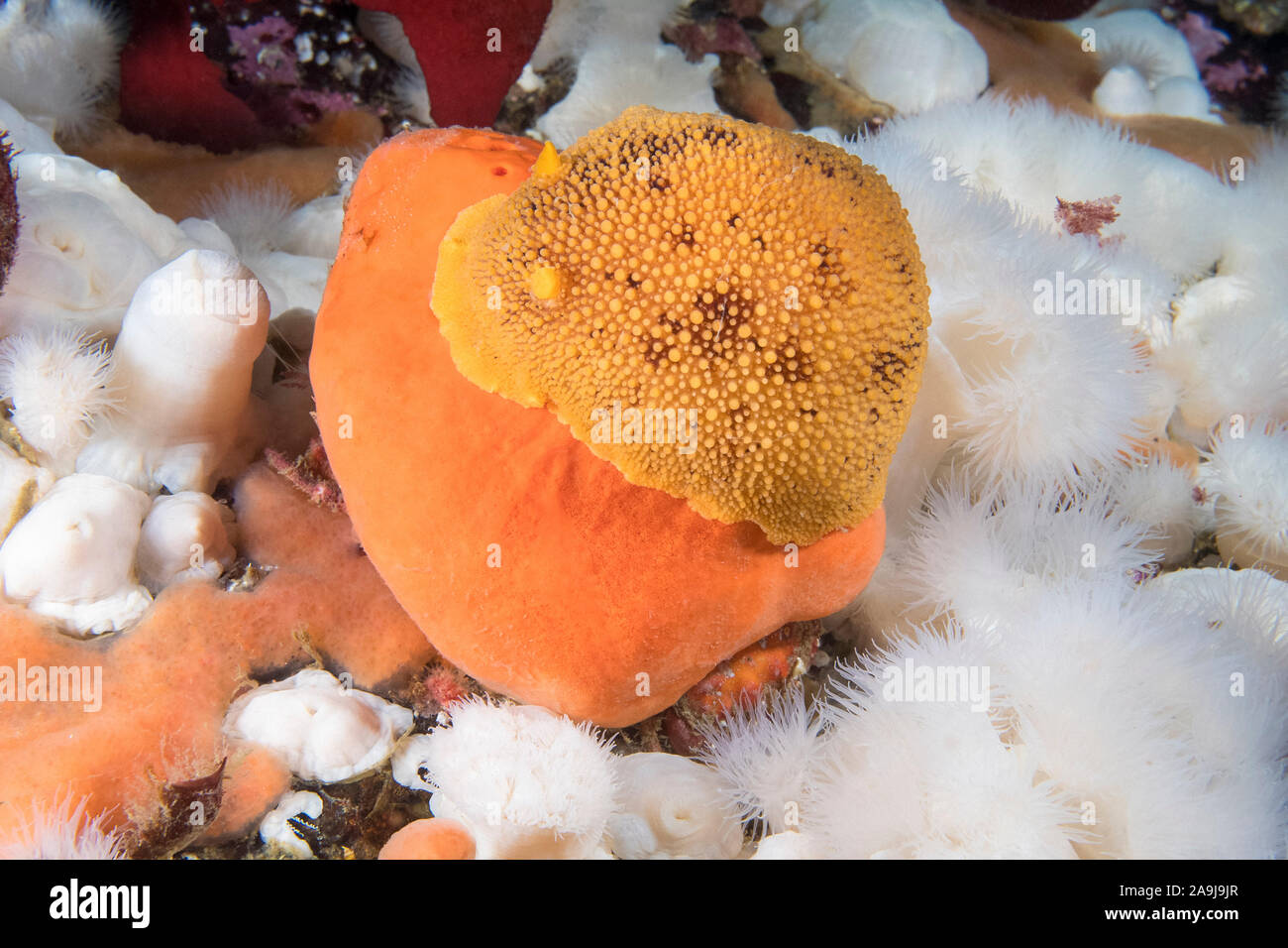 noble sea lemon, Peltodoris nobilis, feeding on peach ball sponge, Suberites montiniger, among short plumose anemone, Metridium senile, Deserter Islan Stock Photo