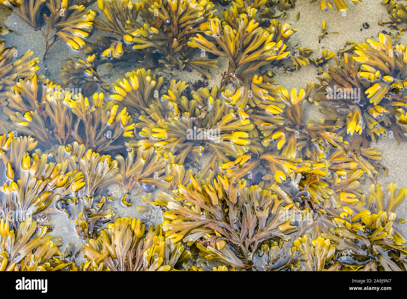 bladder wrack, Fucus vesiculosus, Shi Shi Beach, Olympic National Park, Washington, USA, Pacific Ocean Stock Photo