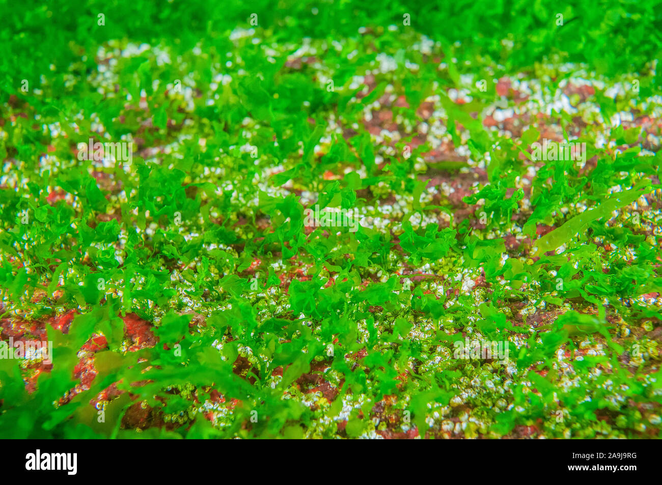 sea lettuce, Ulva species, Sechelt Inlet, British Columbia Canada, Pacific Ocean Stock Photo