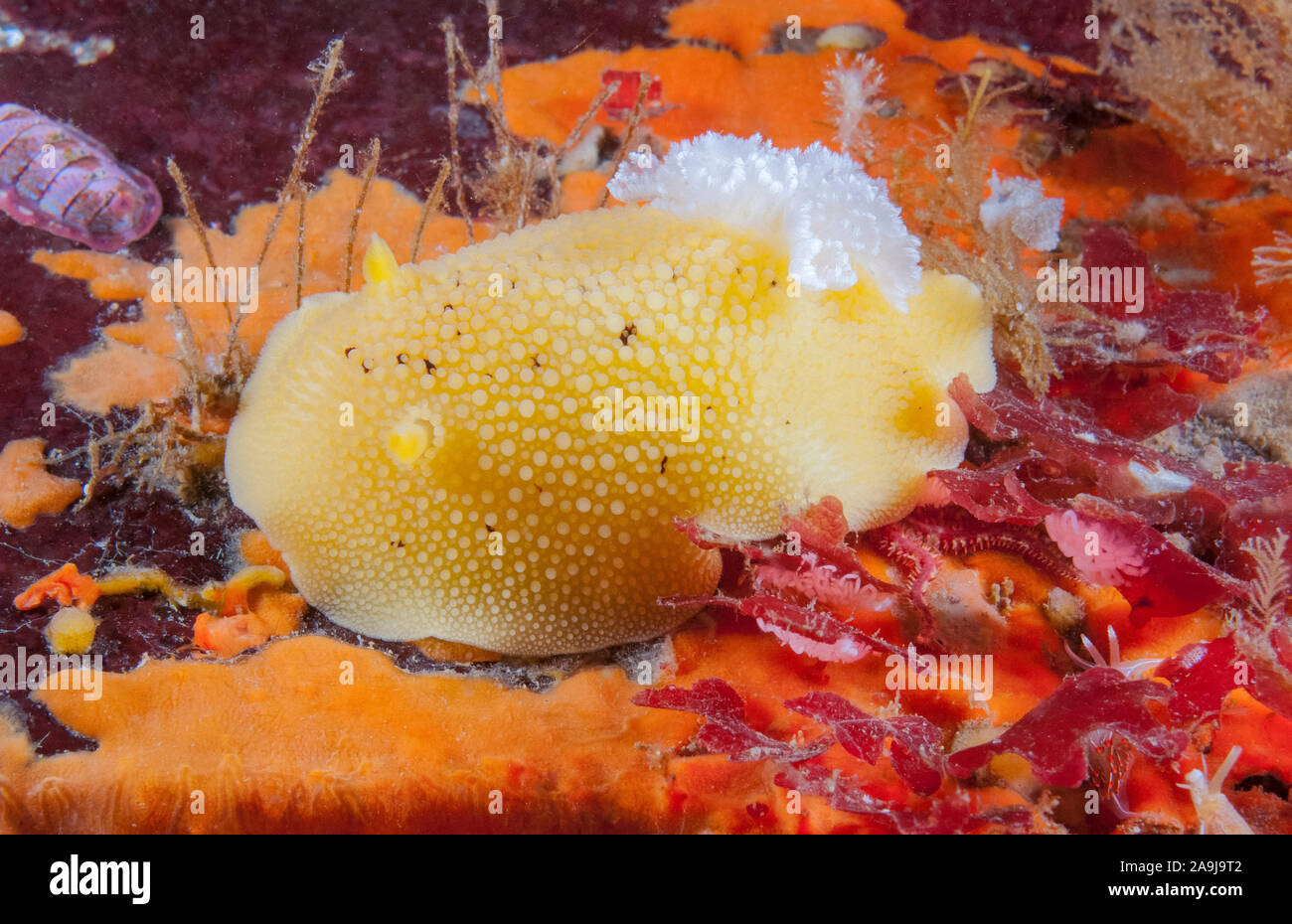 noble sea lemon, Peltodoris nobilis, feeding on red encrusting sponge, or red velvet sponge, Ophlitaspongia pennata, Flattop Island, San Juan Islads, Stock Photo
