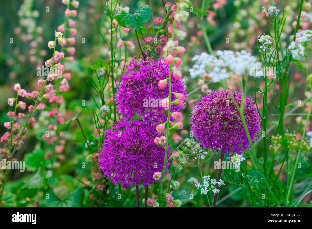 Allium hollandicum 'Purple Sensation' AGM with Tellima grandiflora Rubra Group Stock Photo