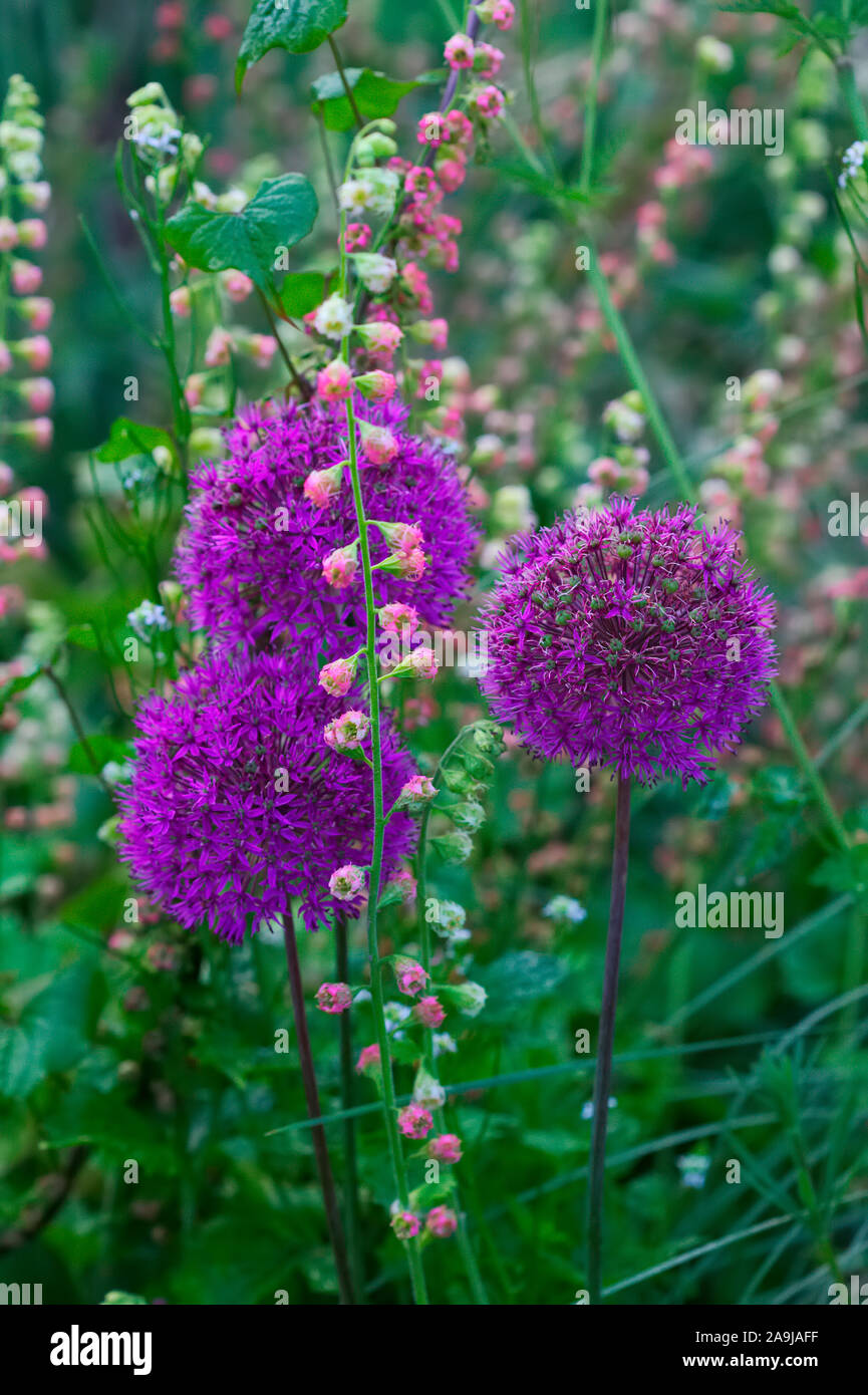 Allium hollandicum 'Purple Sensation' AGM with Tellima grandiflora Rubra Group Stock Photo