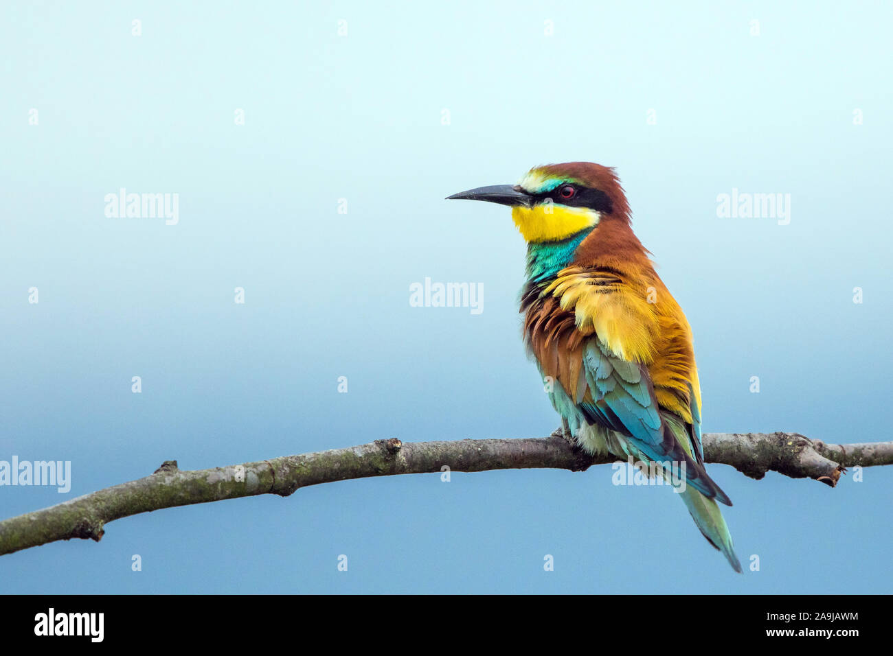Bienenfresser (Merops apiaster) Stock Photo