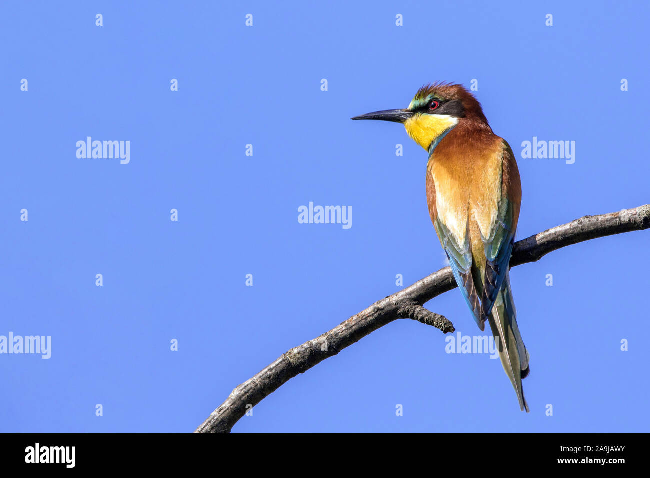 Bienenfresser (Merops apiaster) Stock Photo
