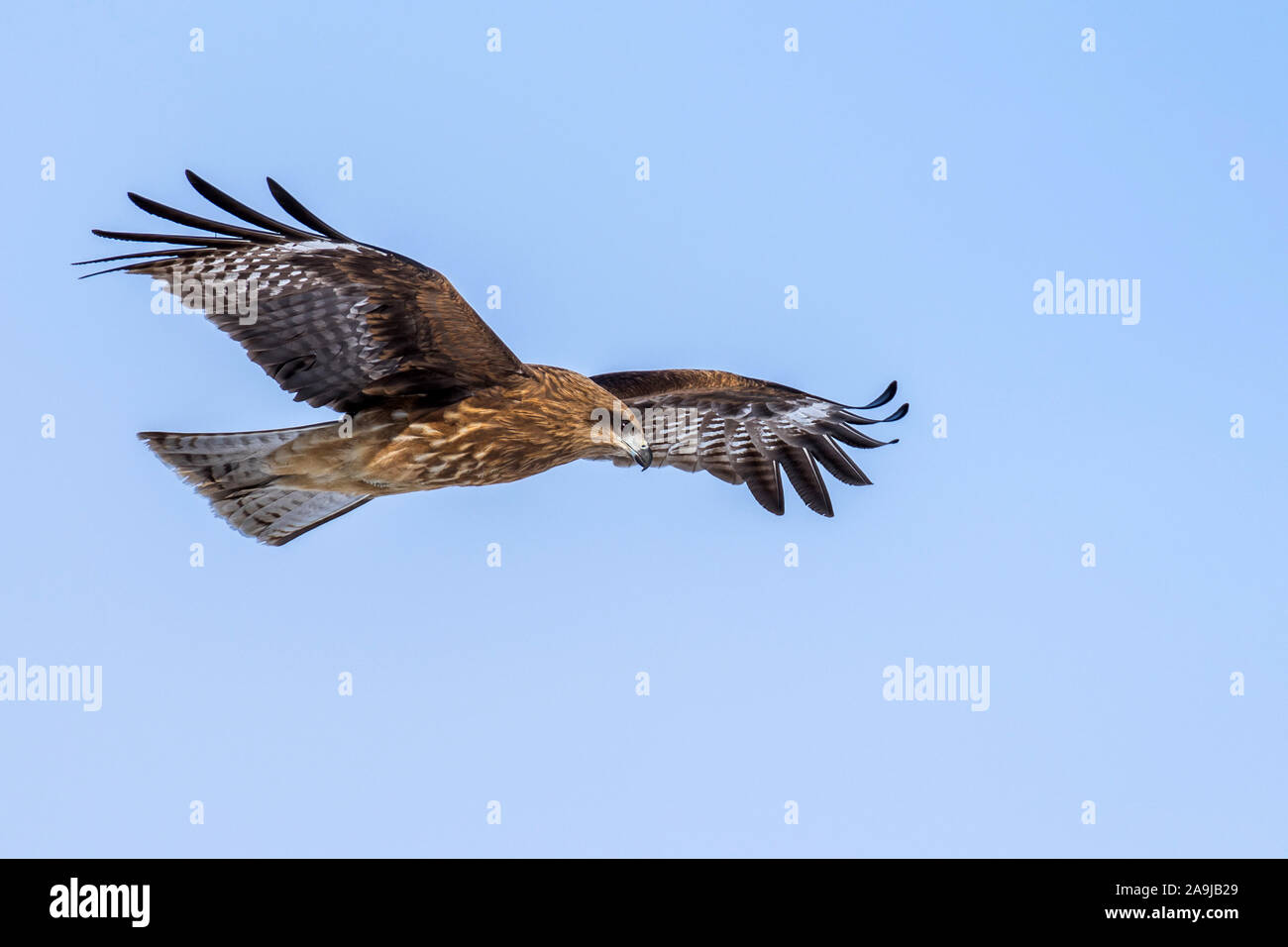 Milvus lineatus hi-res stock photography and images - Alamy