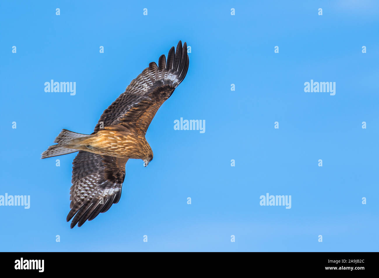 Schwarzohrmilan (Milvus migrans lineatus Stock Photo - Alamy