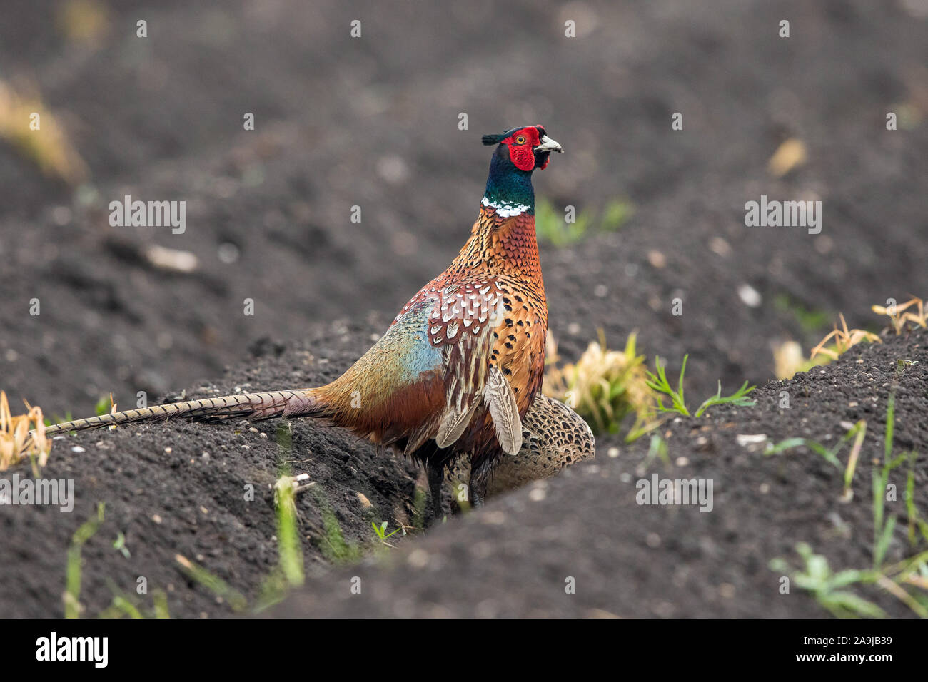 Fasan (Phasianus colchicus) Männchen Stock Photo