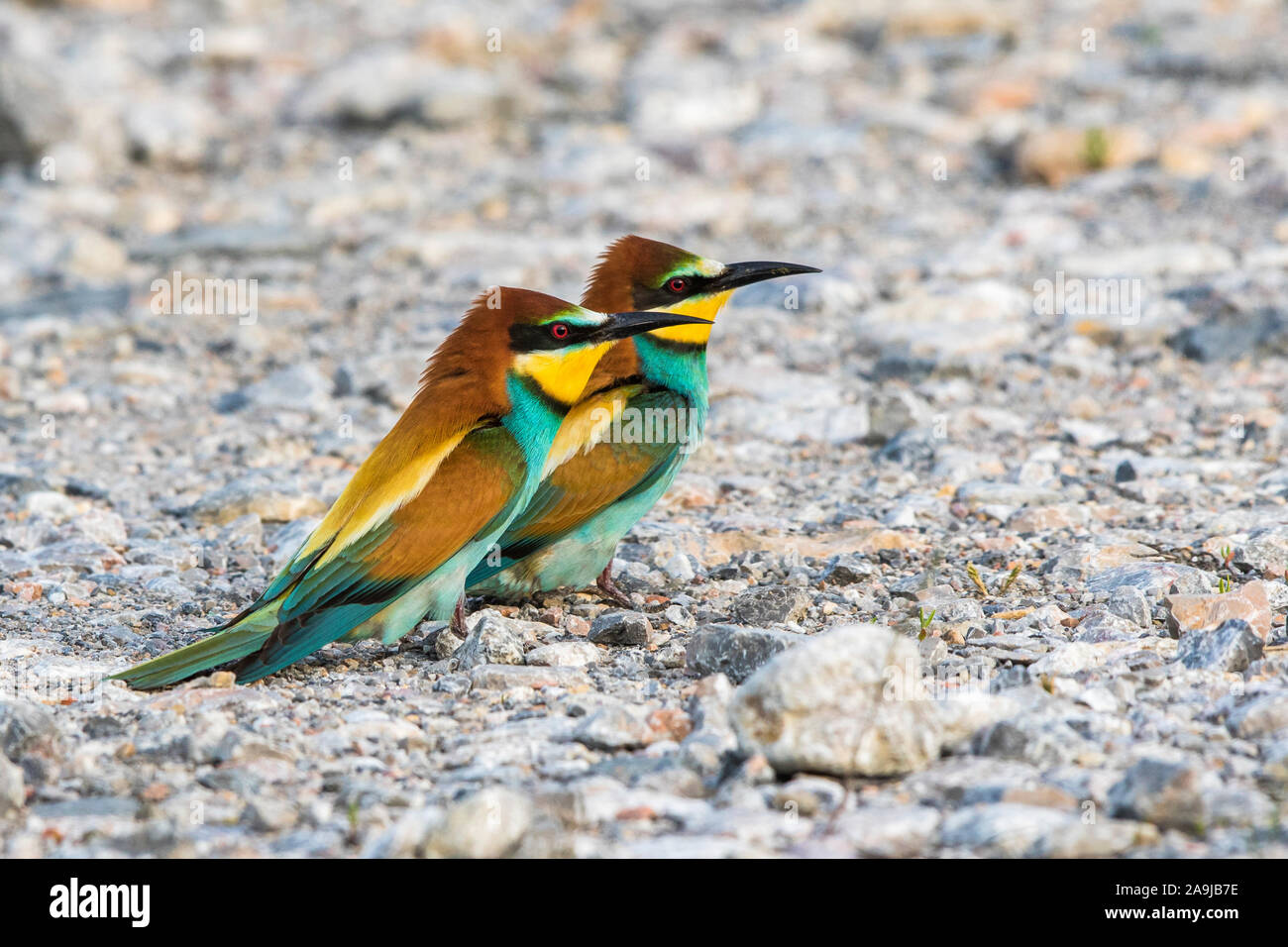 Bienenfresser (Merops apiaster) Stock Photo