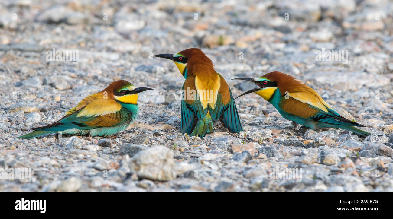 Bienenfresser (Merops apiaster) Stock Photo