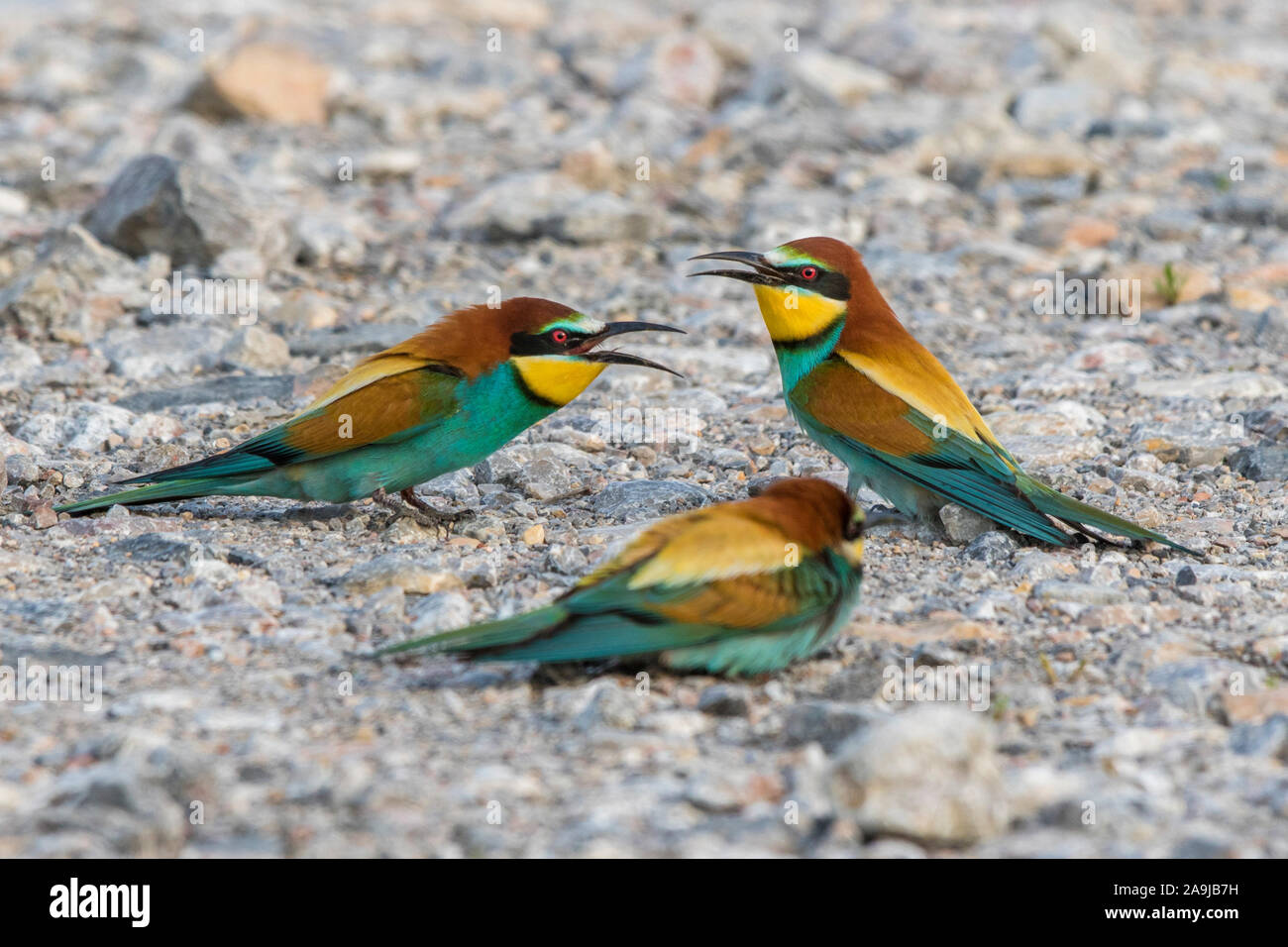 Bienenfresser (Merops apiaster) Stock Photo