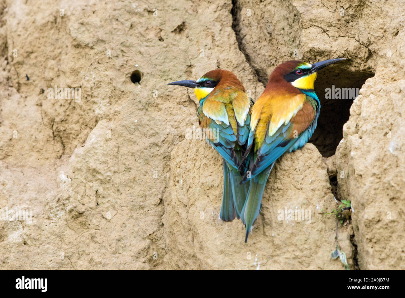 Bienenfresser (Merops apiaster) Stock Photo