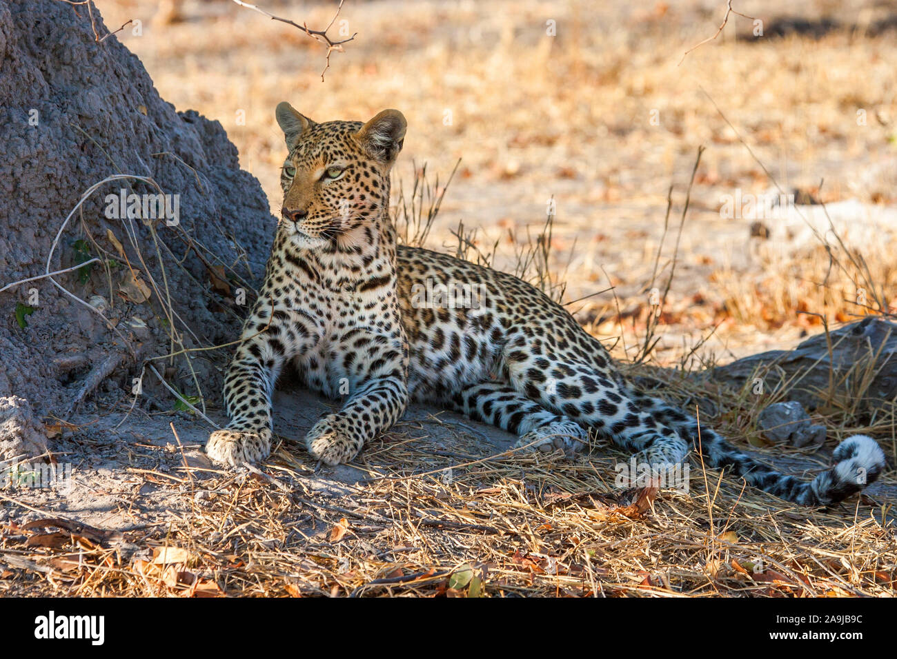 Eigentliche grosskatzen hi-res stock photography and images - Alamy